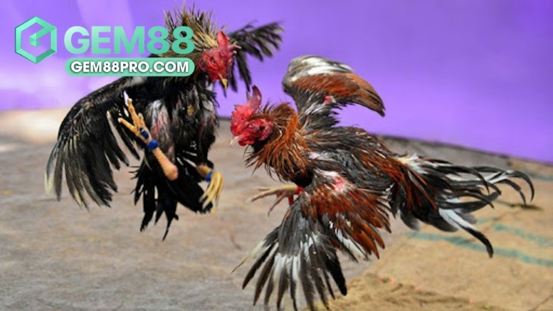 Sảnh đá gà WS168